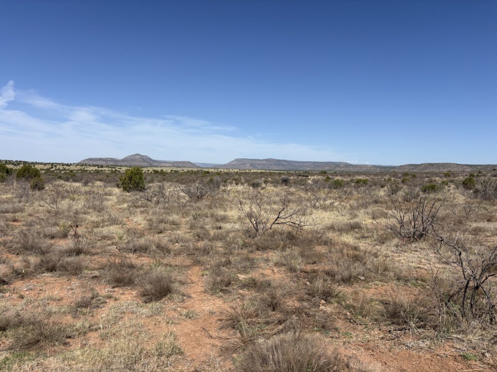 leaf color check on mesquite trees to know how to kill mesquite permanently