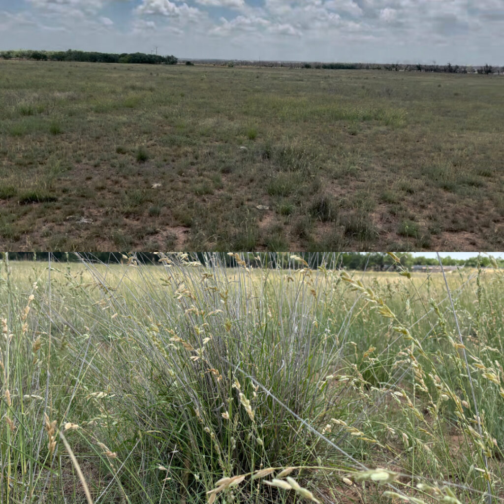 NDVI pasture map used to plan drone fertilizer application zones