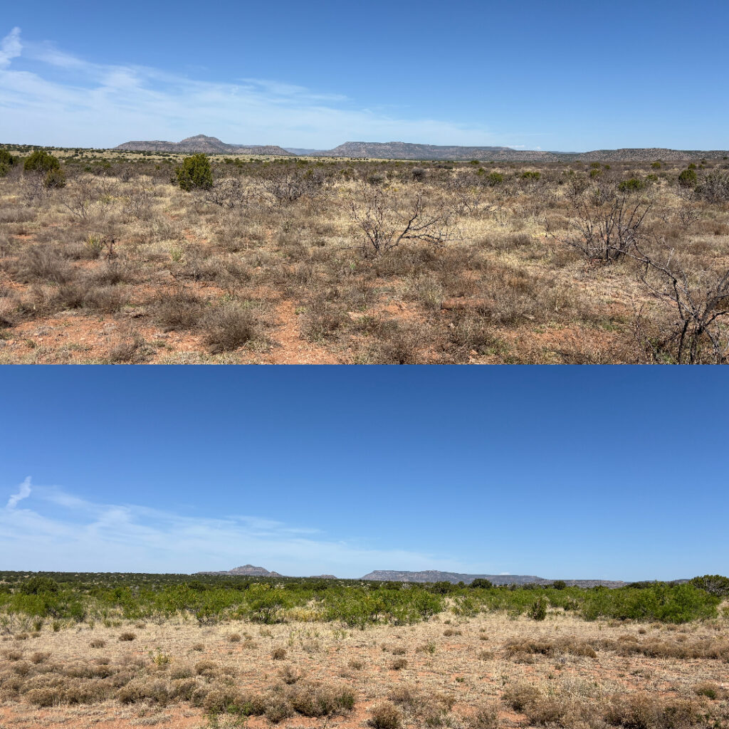 leaf color check on mesquite trees to know how to kill mesquite permanently