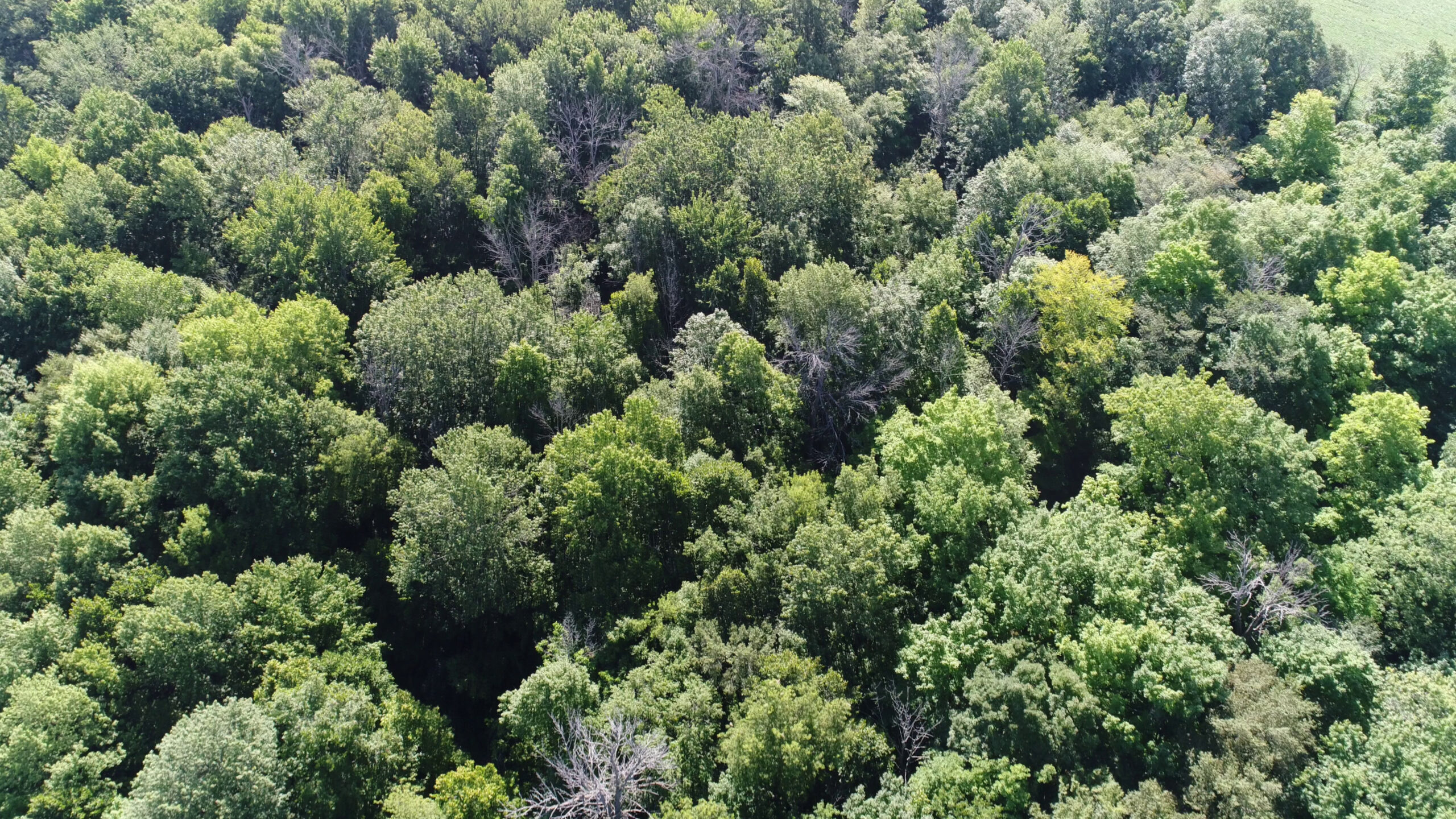Example of Mapping Vegetation with LiDAR for Advanced Forestry Services