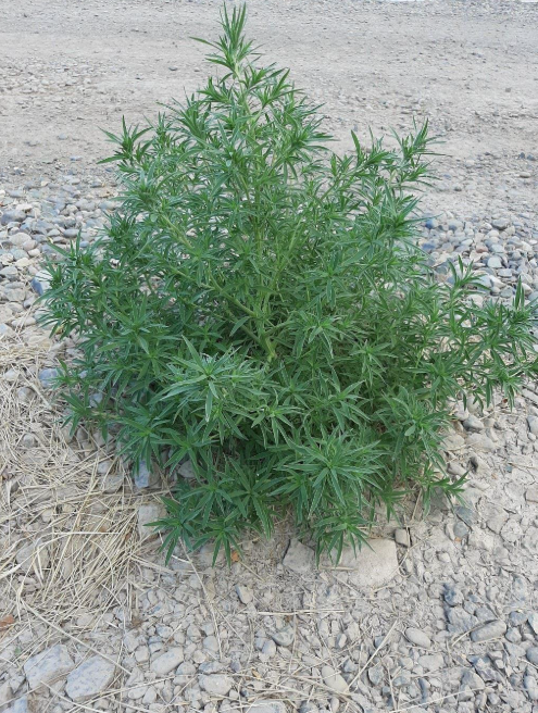 drone spraying services targeting kochia in a Texas row crop field